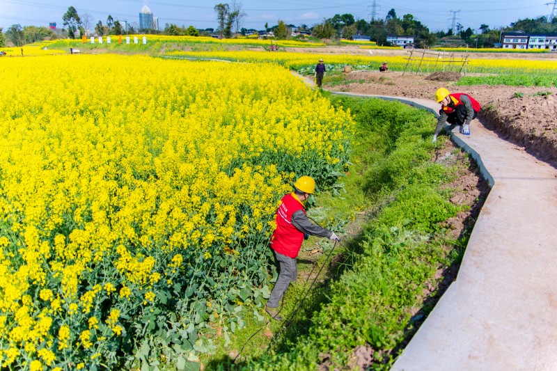 国网重庆长寿供电公司为纳溪河油菜花节义务接电